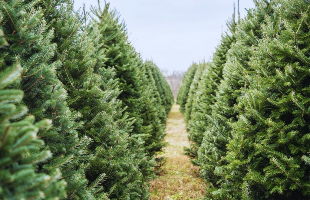 Eustis Christmas Tree Farm Orlando Florida. Keep reading to discover where to go for the best pumpkin patch Florida. 