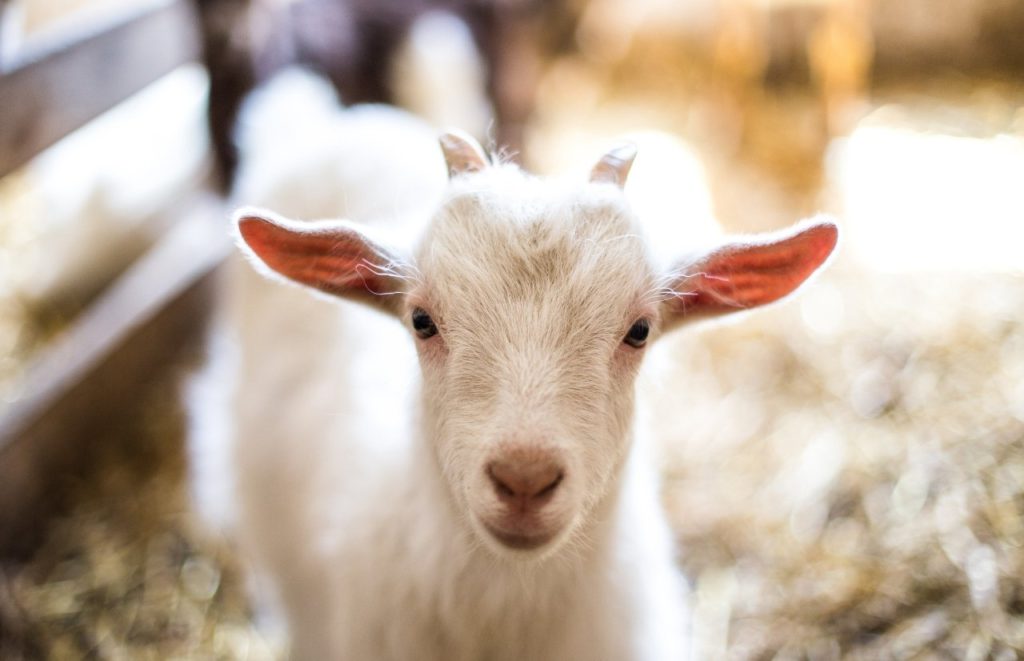Baby Goat at the farm in Florida. Keep reading to find out all you need to know about what are the best Florida pumpkin patches to visit.  