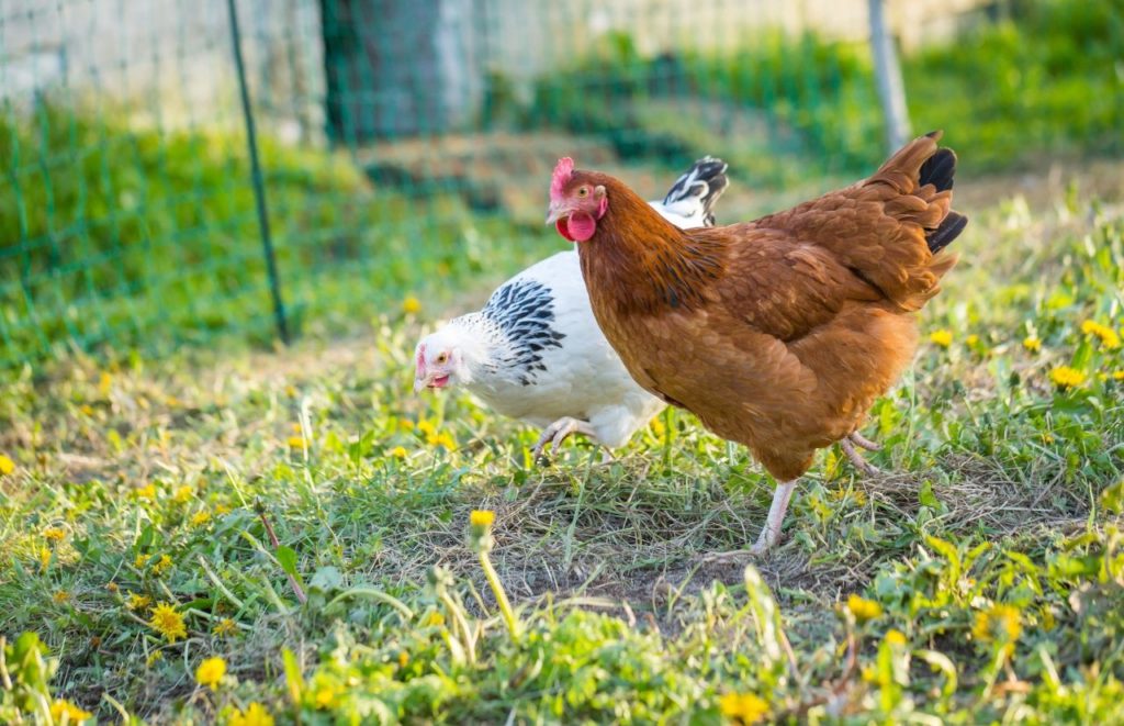 Farm Chickens grazing free. Keep reading to learn more about fun things to do for Memorial Day Weekend in Florida. 
