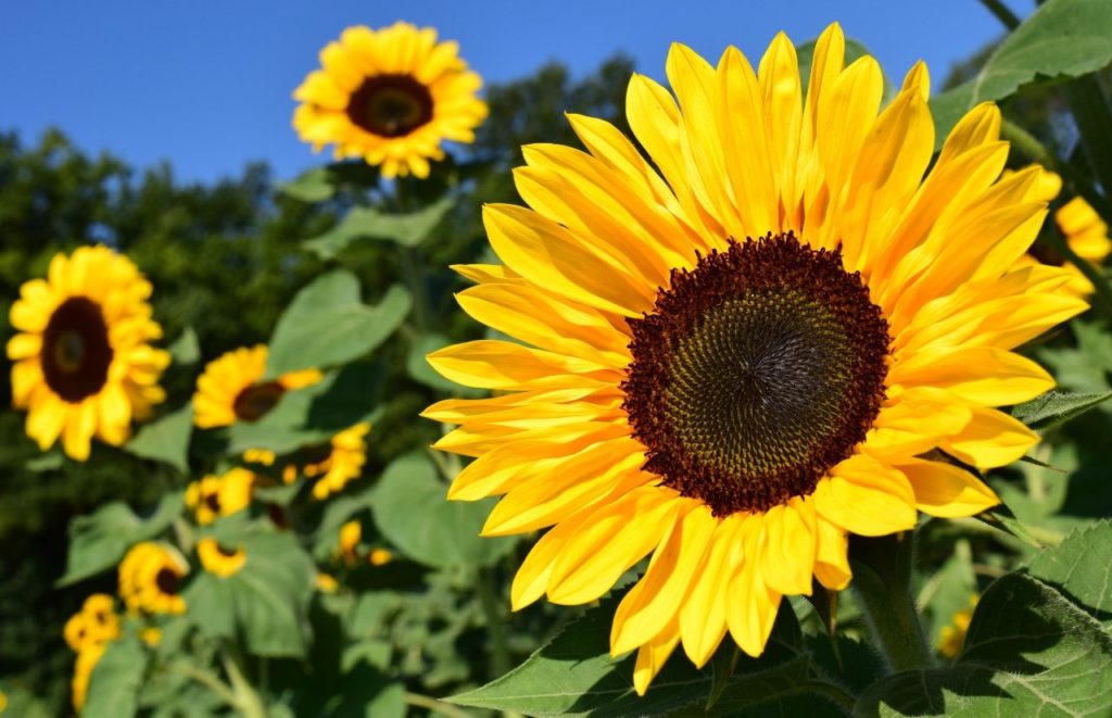 Sunflowers at Southern Hills Farms in Clermont, Florida. Keep reading to learn more about the best pumpkin patch Florida. 