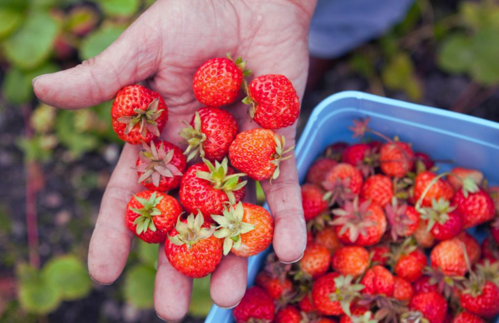 Berrry Farm with strawberries. Keep reading to get the best things to do in Florida for Halloween and Fall!