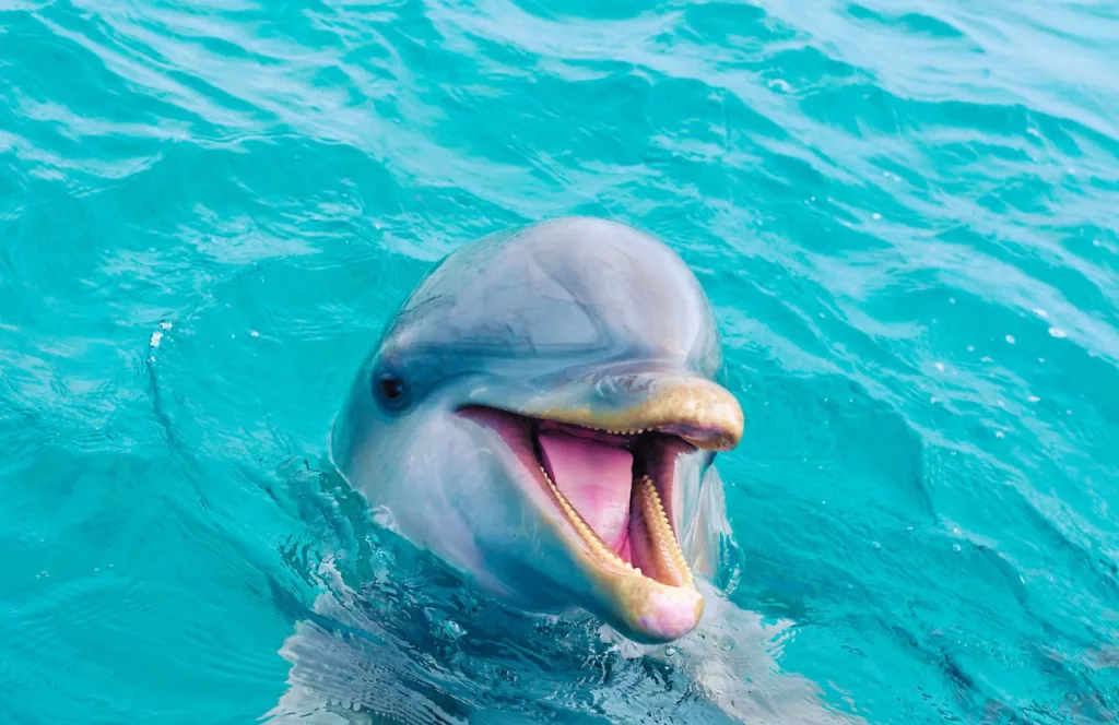 Dolphin smiling above the water. Keep reading to learn more about fun things to do for Memorial Day Weekend in Florida. 