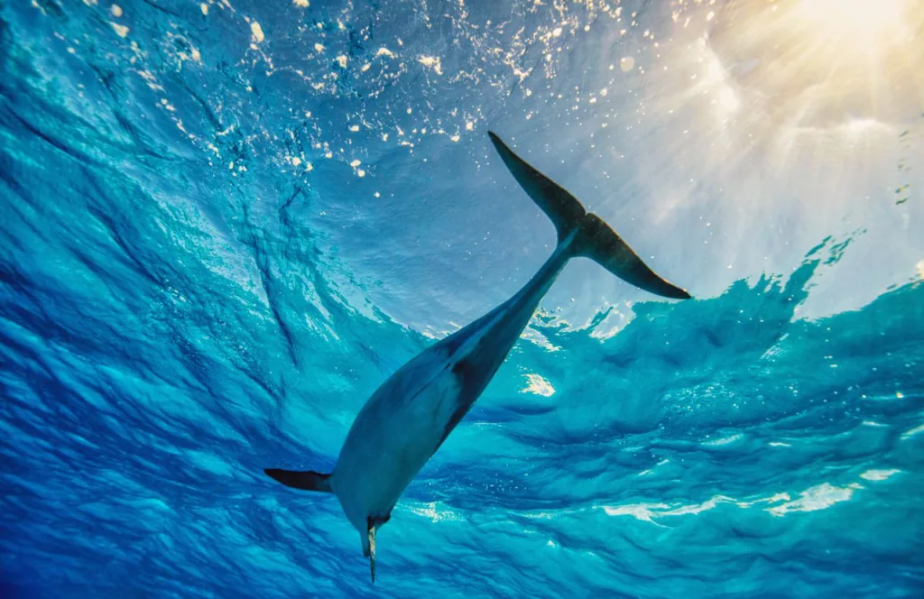Underwater view of a dolphin swimming above with the suns rays hitting the bright blue water. Keep reading to learn more about fun things to do for Memorial Day Weekend in Florida. 
